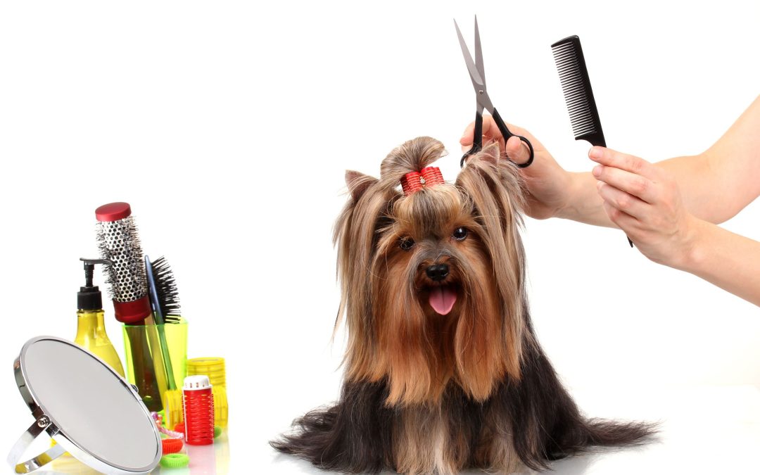 Dog Clipping in Melbourne, VIC: Essential Care for Your Canine Companion